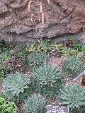 Touch Plant / Aloe aristata 